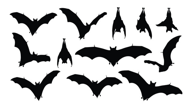 Various bat silhouettes in flight and hanging poses isolated on white background, Vector