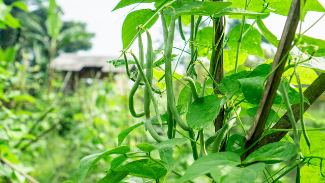 Close-up shot of several fresh, bright green French beans (or string beans) hanging from the vine in a vegetable garden or farm.