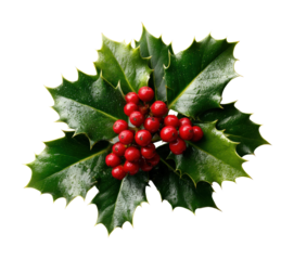 Festive holly plant arrangement natural environment view isolated on transparent background
