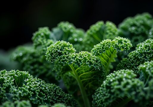 Closeup of fresh, vibrant green kale leaves with water droplets, highlighting their texture and detail