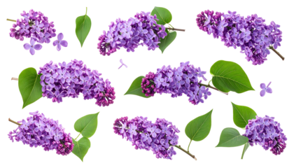 A collection of lilac branches and blossoms, varying in size and orientation, isolated on a black background