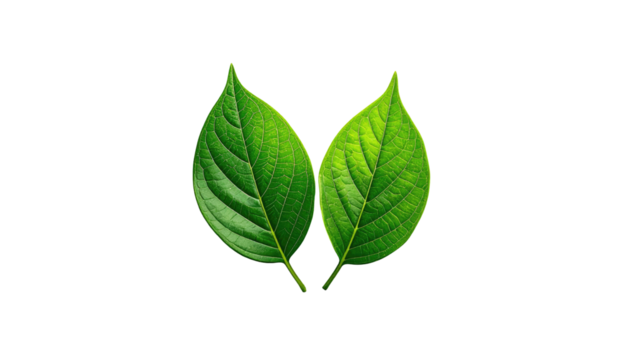Two vibrant green leaves, each detailed with intricate veins, are positioned against a stark black backdrop. The leaves appear fresh and healthy