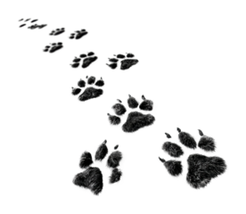 Animal tracks leading through snowy landscape wildlife nature isolated on transparent background