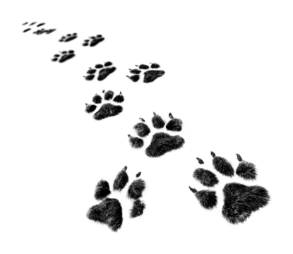 Animal tracks leading through snowy landscape wildlife nature isolated on transparent background