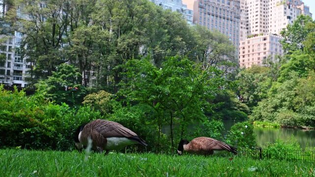 Pair of gorgeous Canadian geese nibble green grass. A pond and trees against high-rise buildings at backdrop. Central Park, NY, USA.