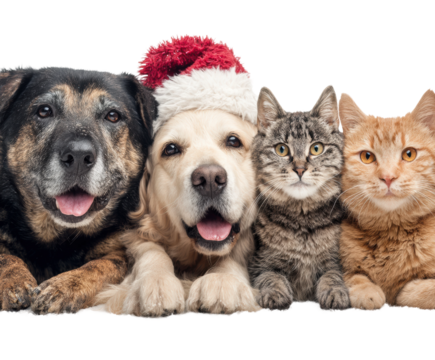 Festive pets celebrate together at home cute animals joy isolated on transparent background