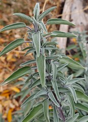 salvia officinalis plant