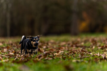 Mały pies spacerujący po jesiennym parku – portret czworonoga w naturze