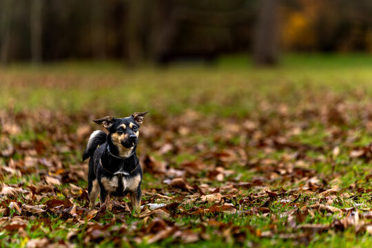 Fototapeta Mały pies w jesiennym parku – portret czworonoga na tle liści i trawy
