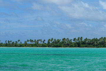 Tropical palms in Punta Cana Dominican Republic