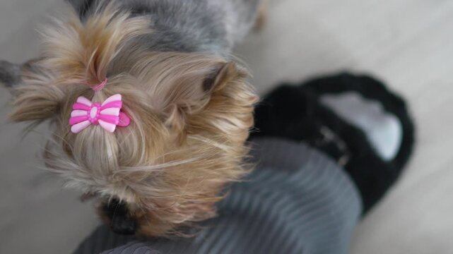 Cute Yorkie Dog Rubbing Against Owners Leg Seeking Affection Vertical video.
