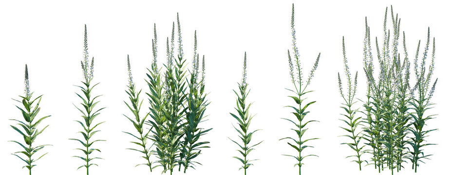 Set of Lysimachia ephemerum (tthe willow-leaved loosestrife or milky loosestrife) isolated png on a transparent background perfectly cutout high resolution