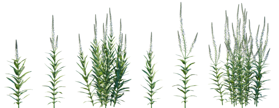 Set of Lysimachia ephemerum (tthe willow-leaved loosestrife or milky loosestrife) isolated png on a transparent background perfectly cutout high resolution