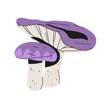Blewit mushroom or blue leg fungi. Vector natural forest flora with stem and cap. Fungus macro. Autumn organic edible fungus. Ecology and mycology element. Wildlife field species. Nature and botany.