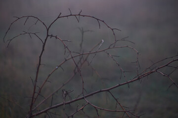 dry tree in the autumn