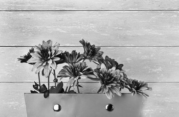 black and white asters on a wooden background