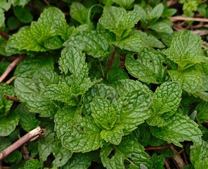 fresh mint leaves