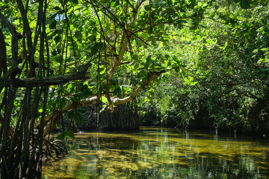 Mangrove forests on the Samana Peninsula in Dominican Republic