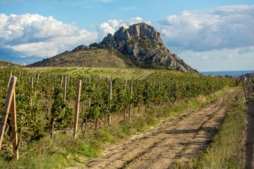 Naklejka premium Vineyard agricultural fields aerial landscape during sunrise.