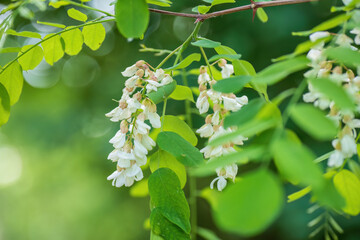 Obraz premium Blooming black locust flowers in springtime 