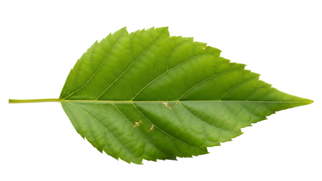 Green Leaf with Detailed Veins and Bright Color on Transparent Background