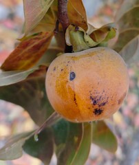 persimmon on a tree