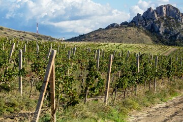 Naklejka premium Vineyard agricultural fields aerial landscape during sunrise.