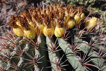 yellow cactus flower in the desert shows a ring of yellow fruits and long red pokey spines
