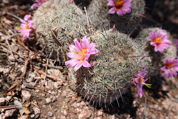 Bright pink flowers on a delicate and cute furry cactus. 