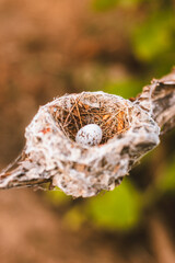 ovos de aves