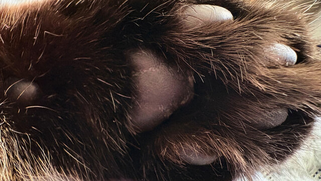 A close-up macro shot of a cat's soft black paw, showing the pads and fluffy fur, subtly illuminated by daylight.