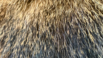 Cat hair in macro photography.Cat fur close-up.