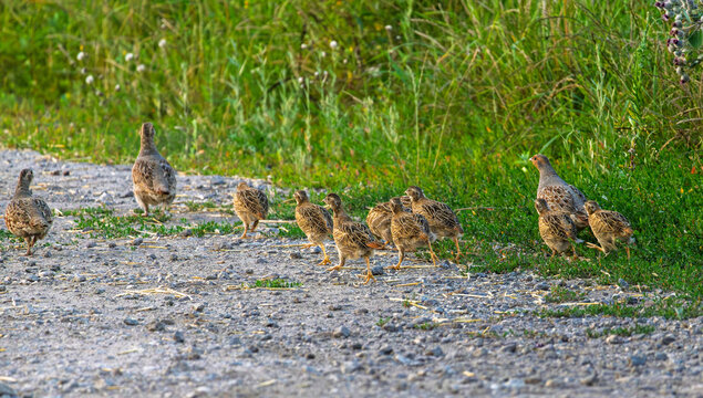 little chicken in the grass