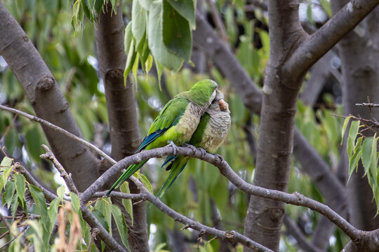 green parrot on branch - Powered by Adobe