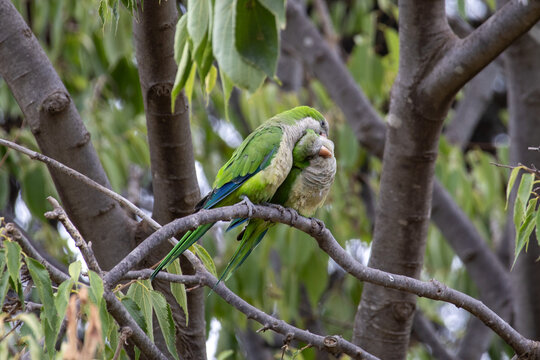 green parrot on a branch
