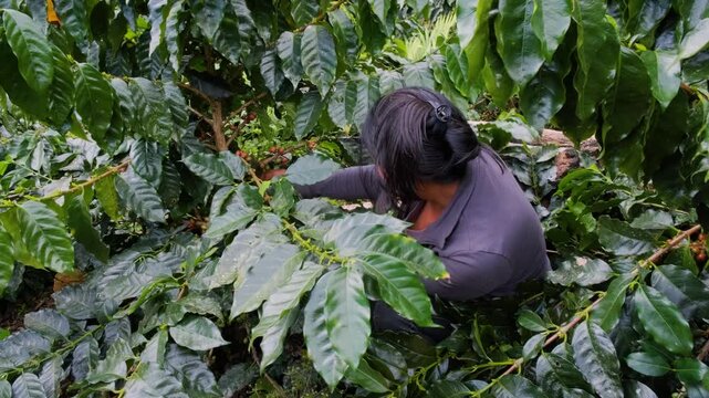 Bolivian woman harvesting coffee cherries in the Caranavi region of Bolivia - coffee concept
