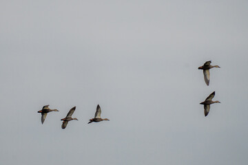 birding spot