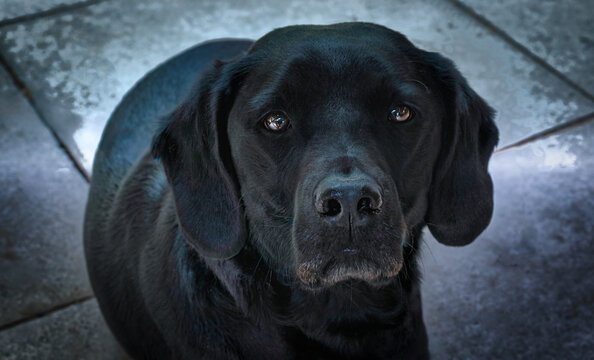 Loyal Gaze from Springador, looking up with love.