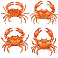 Red crab watercolor on white background