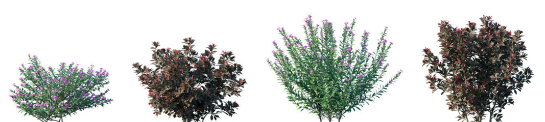 Set of Weigela Naomi Campbell and Cuphea frontal set street flowering shrub isolated png in sunny...
