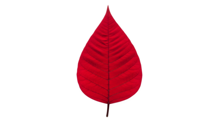 A single vibrant red leaf with visible veins isolated on a transparent background for design isolated on transparent background