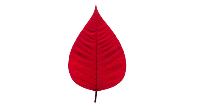 A single vibrant red leaf with visible veins isolated on a transparent background for design isolated on transparent background