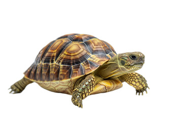 Obraz premium Tortoise with white background