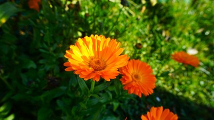 Two blooming marigolds among herbs, their orange petals glowing in the sunlight. A natural scene full of softness, fragrance, and summer charm.