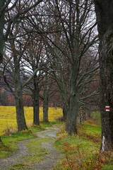 Czerwony szlak namalowany na drzewie prowadzi wzdłuż pięknej, leśnej drogi otoczonej starymi drzewami. Naturalny, zacieniony korytarz tworzy spokojną atmosferę idealną do pieszych wędrówek. © Adam