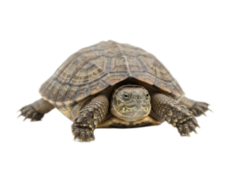 Tortoise with white background