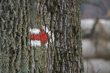 Fototapeta premium Namalowana strzałka na korze drzewa wskazuje skręt w prawo. To oznaczenie szlaku turystycznego prowadzącego przez las, używane przez wędrowców do orientacji w terenie.