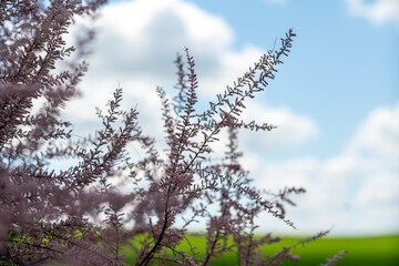 Tamarix branches pink blossoms spring sky with soft white clouds and green landscape background