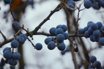 Nahaufnahme einer Schlehe mit zahlreichen Früchten an verzweigten Ästen. Dunkle, reife Beeren...