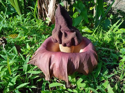 Close-up of a dark purple Amorphophallus paeoniifolius flower emerging directly from the soil, known as the elephant foot yam or suweg. The tropical flower has a unique spadix and emits a strong odor.